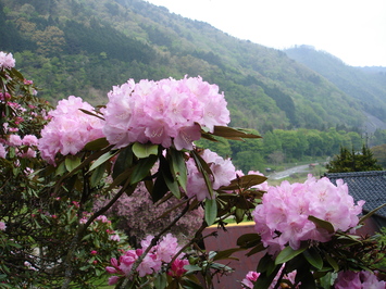 しゃくなげの花