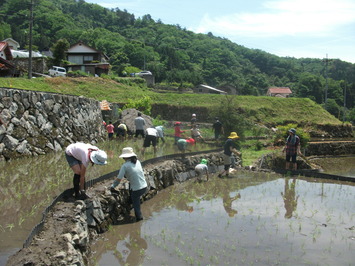 taue