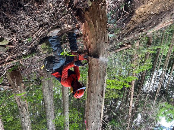 伐倒の状況写真
