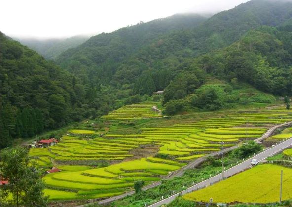 吉賀町の風景棚田
